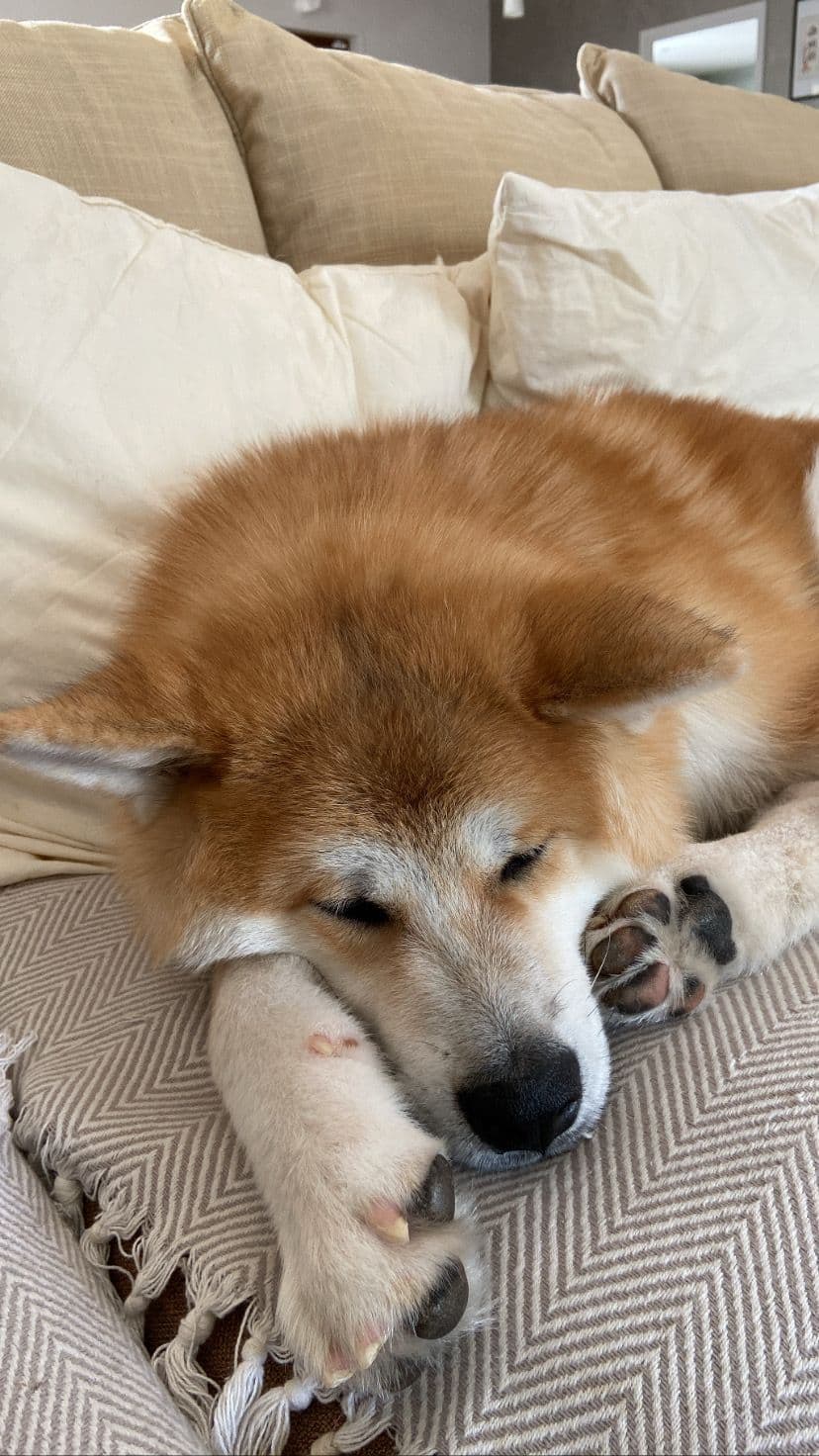 Le chien Tao